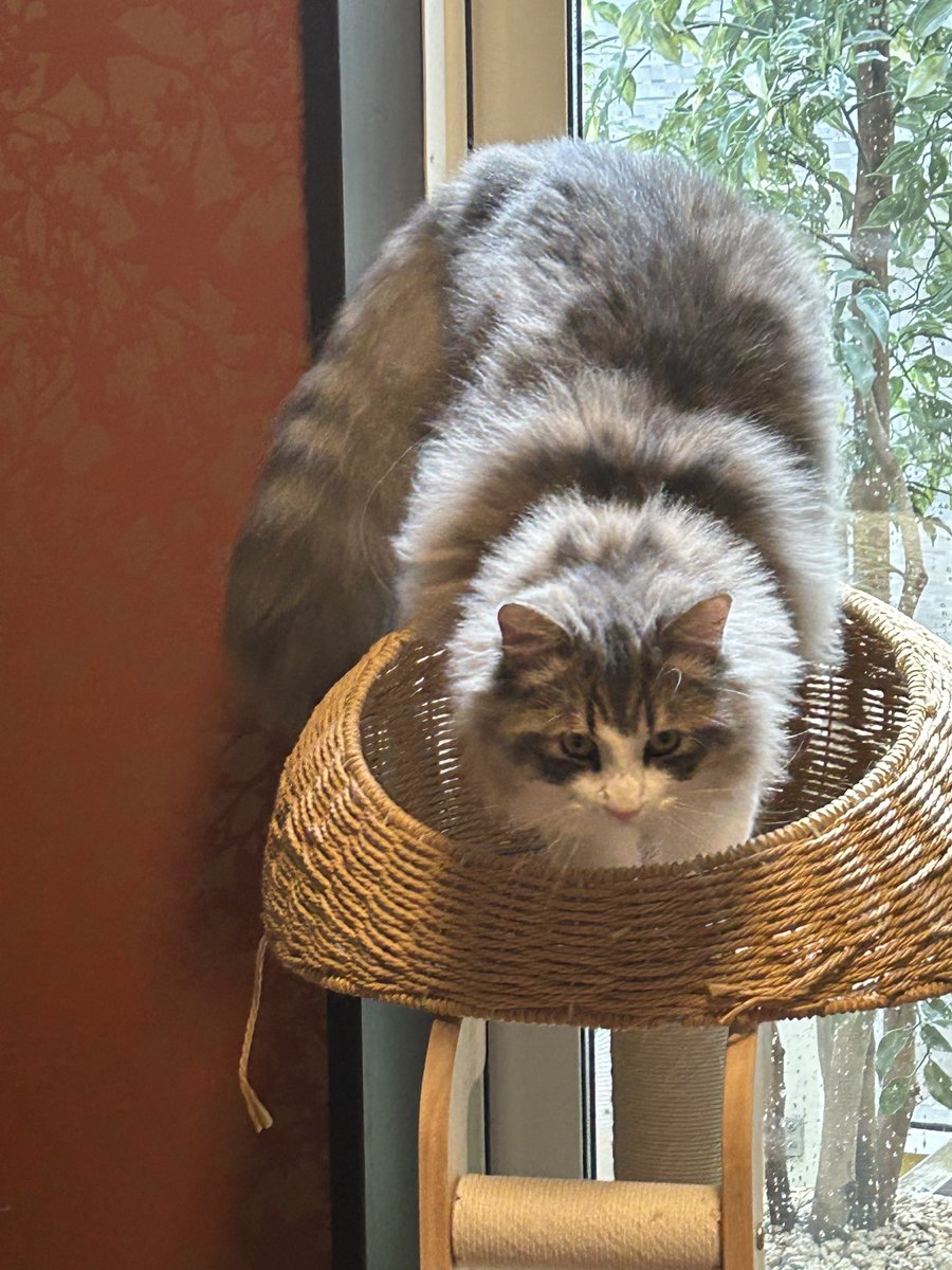 kitsunetennouji's tweet photo. 生後8ヶ月半で我が家最大重量(5.8kg)に成長した将来有望なビッグキャット。
とことんデカくなれ！！w https://t.co/WpDfU5PMO8