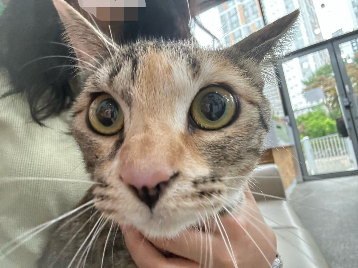 dang9nn's tweet photo. 전설의 레전드 쫄보 고양이
막상 진료실에선 냄새 맡고 돌아다님
의사선생님이 ㅎㅎ 평소에 호기심 많죠???
궁금한가보다~ 하심 https://t.co/m9EnZDjw6R