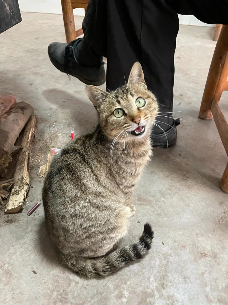 silkd674793's tweet photo. My rescue cat Mochi just curled up on my lap during my tough workday—no words needed, just the warm purr that fixes everything.  #PetLove， https://t.co/EIsATKgaho