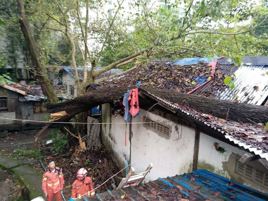 fsd_gov_mm's tweet photo. On 18.9.2026, at about 06 26, a report was received that a tree had fallen onto the staff housing within the compound of the construction site in No. (2) Ward, Yankin Township, Yangon Region. SAR members from the Yankin Township Fire Station carried out clearance operations. https://t.co/BDVXknQfrX