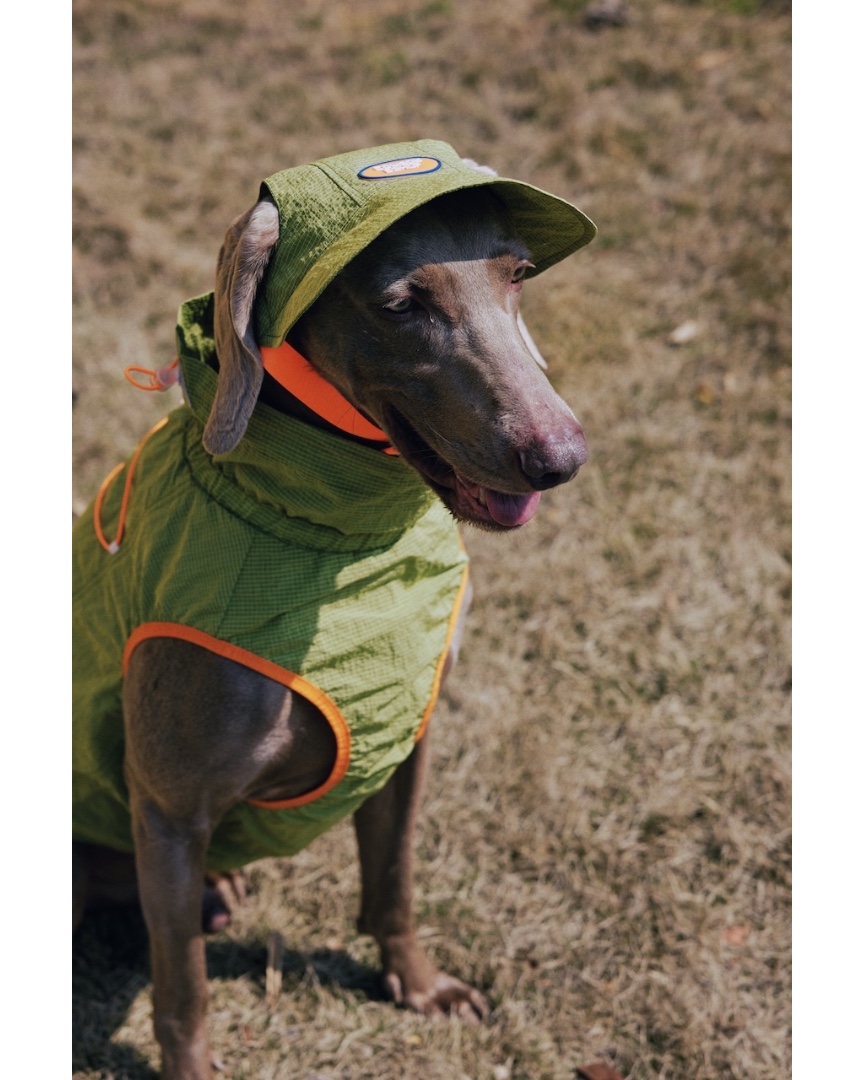 luckydudu_box's tweet photo. Keep your pup well‑protected outdoors. Blocks harsh UV rays with adjustable drawstrings. Reflective accents for evening safety. Light breathable fabric for walks and hikes.
#fyp #foryou #dogvest #dogsunprotection #dogoutdoor
https://t.co/HyigmNkLpi https://t.co/UXS46LacpJ