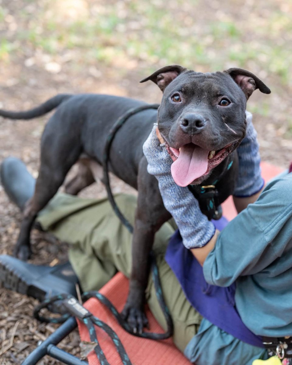 fionaismybitch's tweet photo. BEYOND URGENT IN DEKALB COUNTY, GA‼️ All Shadow wanted is to feel safe in a loving home. Someone to choose him.💔💔
Shadow has been in and out of the shelter since puppyhood. ❤️‍🩹His most recent intake is 7/30/2026. At 12 months old, he now faces an urgent euthanasia deadline TOMORROW‼️‼️I first met Shadow a month ago for pawparazzi. I will ALWAYS love and advocate for the overlooked black dogs. I won’t lie, once I met Shadow, I knew his chances were stacked against  him being another dark coated pittie in the mass of our 500 dogs. What stood out to me while first meeting was how happy and friendly he is! He is a complete lover boy! He loves to cuddle, play, love, he’s a happy boy! I’ve taken him out again since photos just because when he saw me pass his kennel, he was so wiggly and excited I couldn’t say no. He thanked me with plenty of kisses and some treat catching!
Now we’re here. This 12 month old pup is dog friendly with a tag playstyle. He is dog reactive, but likes to play in the yard with them. He’s only 43lbs, full of love, and ready for a family that won’t give up on him this time.💔
If you can long term foster or adopt, go directly to:

Dekalb County Animal Services
3280 Chamblee Dunwoody Rd,
Chamblee, GA 30341
mailto:adoption@dekalbanimalservices.com
tel: (404)294.2996