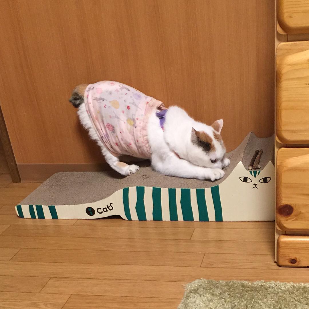MerrillLanbm's tweet photo. 見えない何かに抗うような、そんな仕草に惹かれるのはどうしてだろう。たぶん自分にも似た衝動があるからか https://t.co/SgtOT9c5gw