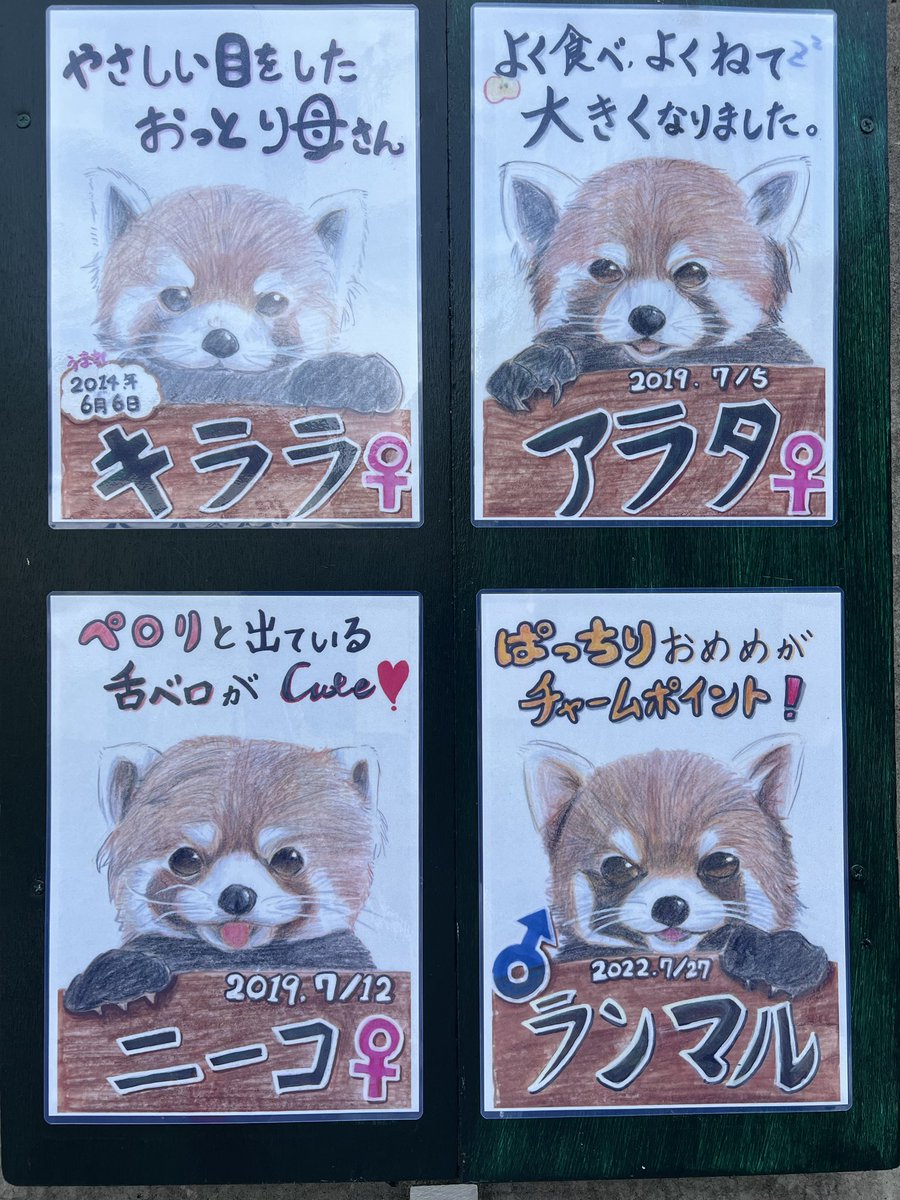 hamamatsuzoo's tweet photo. 今日までで実習を終える学生さんが描いた #レッサーパンダ の似顔絵です。
それぞれの特徴をよく捉えていて素晴らしい出来だと思います。
披露しないのは勿体ないと感じ、個体紹介看板として使用する事にしました😊
#浜松市動物園
#hamazoo https://t.co/GikKvhgrQD