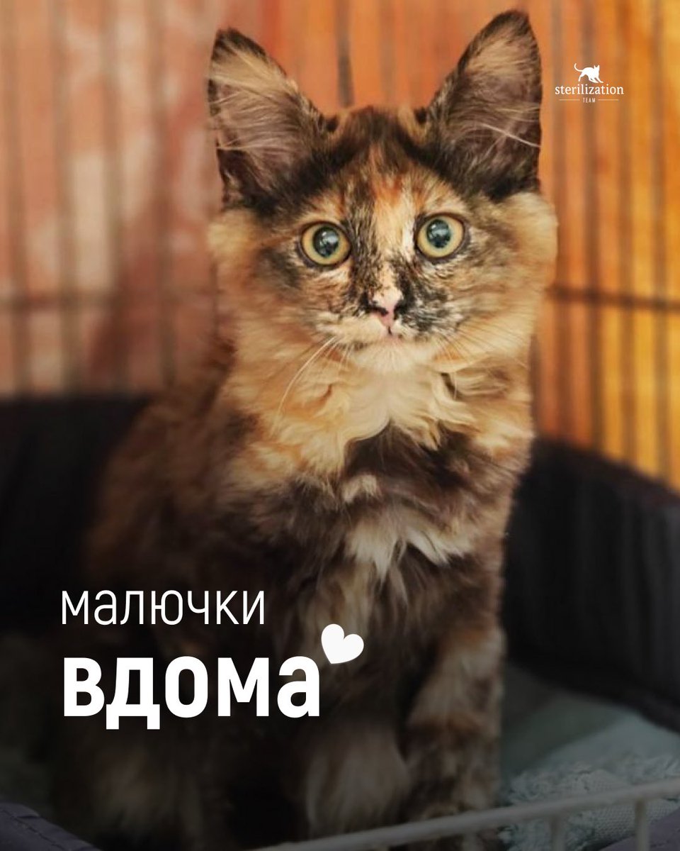 SterilizationT's tweet photo. За цими лапками, вушками й довірливими очима стоїть щоденна праця, турбота і велика любов. Але однієї любові, на жаль, замало, щоб закрити всі потреби притулку...
Дякуємо, що ви поруч і рятуєте життя разом із нами 🤍🐾
https://t.co/4JhPlW5WA9
#київ #sterilizationteam #котики https://t.co/aISOsvEdJP