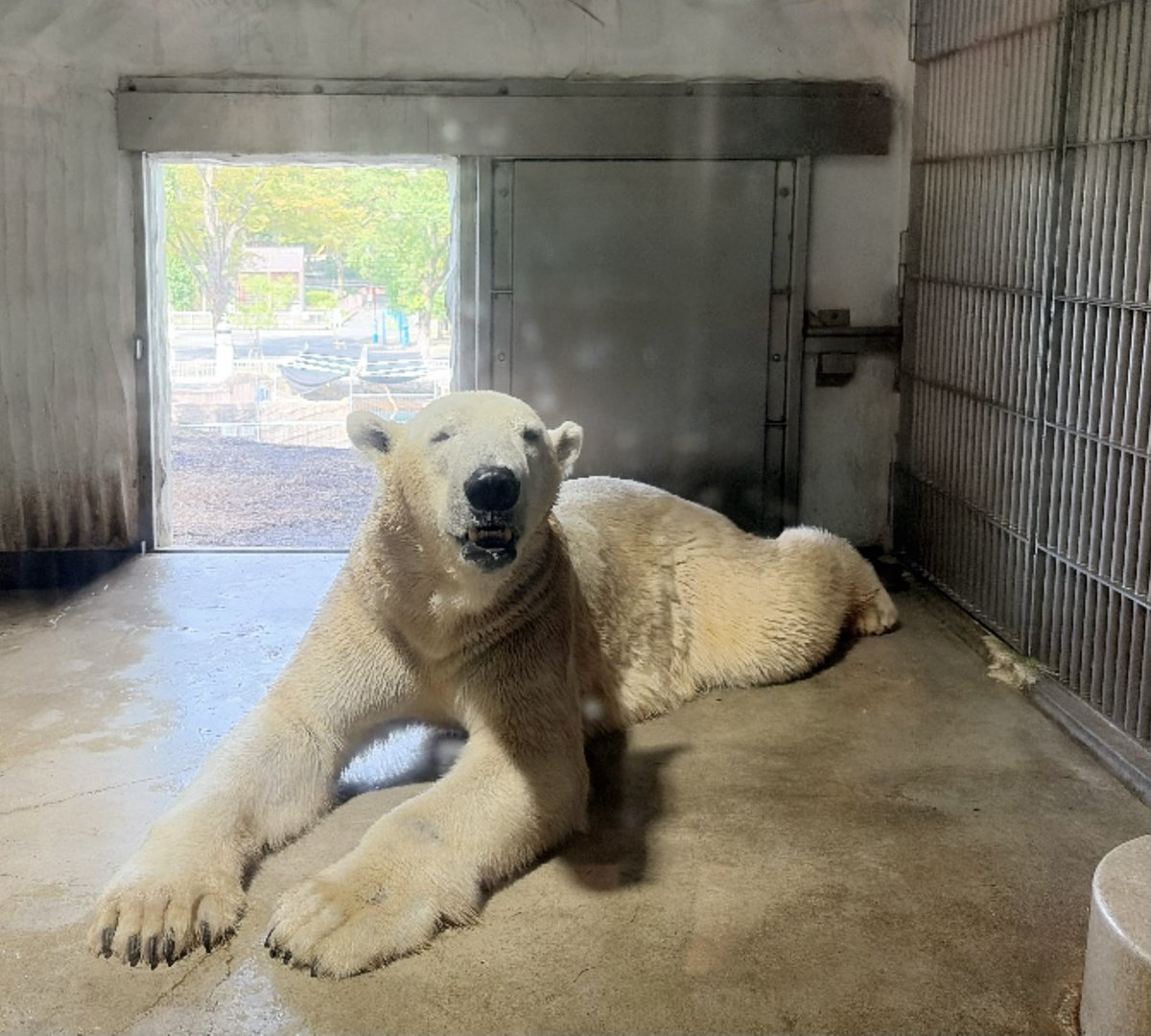 shirokumahon's tweet photo. 動物園の近くでの用事を終えて、時間があまりないのと足が痛い（靴擦れ^^;）のどで迷ったけれど急遽フブくんに会いに行ってきました。
今日はかなり暑いからか屋内のフブくんとしか会えなかったけれど���変わらずかわいかったなー♡フブキくん、また来るからね🥰大好きだよー🤍
#フブキ #東山動植物園 https://t.co/kezIdaYnjj