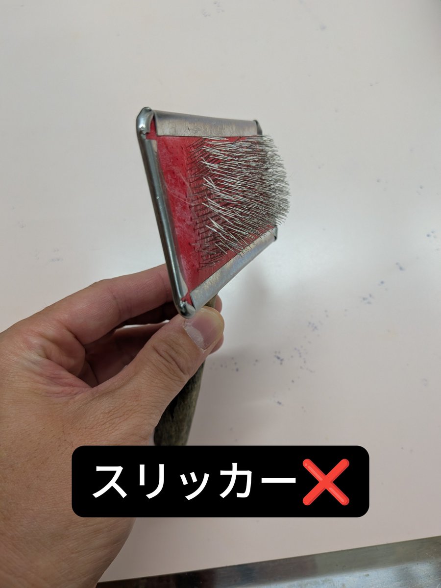 Jpn_Cat_Lab's tweet photo. 【注意喚起⚠️】
先日の動物看護学会にて、短毛の猫飼育者さん、なんと半分以上がスリッカーブラシでグルーミングするとのポスター発表が∑(￣Д￣;)💦

なぜー⁉️

短毛種にスリッカー使ってもうまく毛が取れないし皮膚が傷つく…除毛ならいっぱい取れるラバーブラシがオススメだよ🐱

引用は下記🐱 https://t.co/orB5QnVyfR