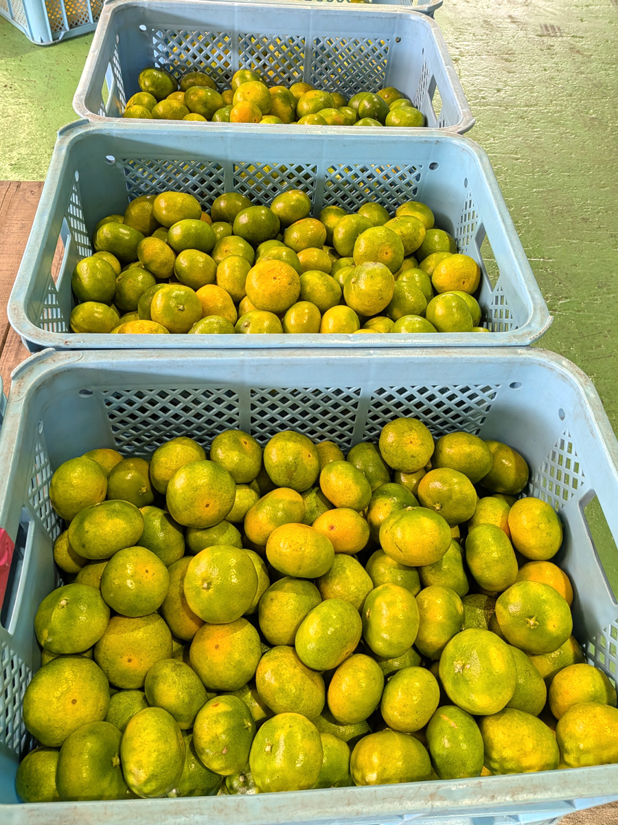selectfood's tweet photo. 昨日、みかん農家さんを訪問しました。
すでに、今シーズンのみかんがの収穫が始まっていてビックリ！
試食したらさわやかな酸味とコクがあっておいしかったです。
尚、発送開始は来週25日（金）から。楽しみですね。
https://t.co/k5K6cmfwgC https://t.co/5mKVITeoxa
