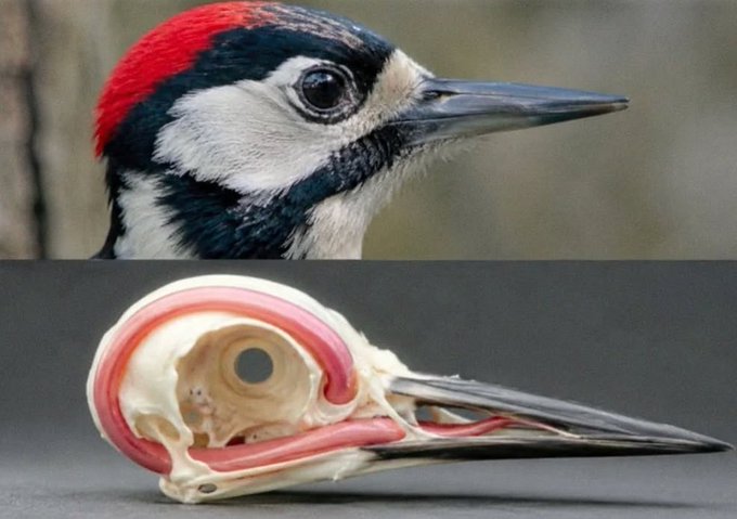 Rainmaker1973's tweet photo. The tongue of a woodpecker wraps around its skull to protect its brain while pecking https://t.co/7NarhYVxgb