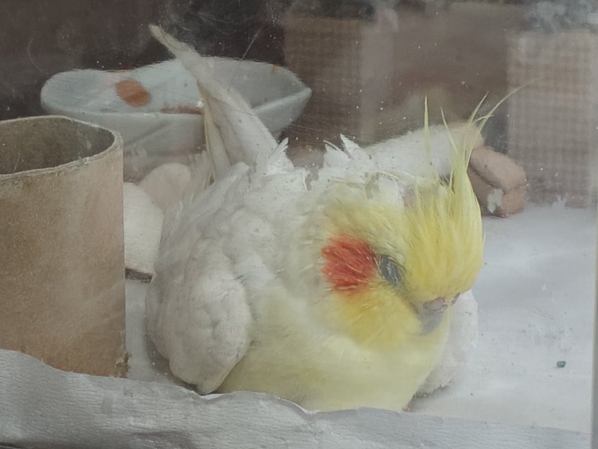 03katix's tweet photo. 飼い主帰ってきて安心
#オカメインコ https://t.co/EpfwC2N9Xi