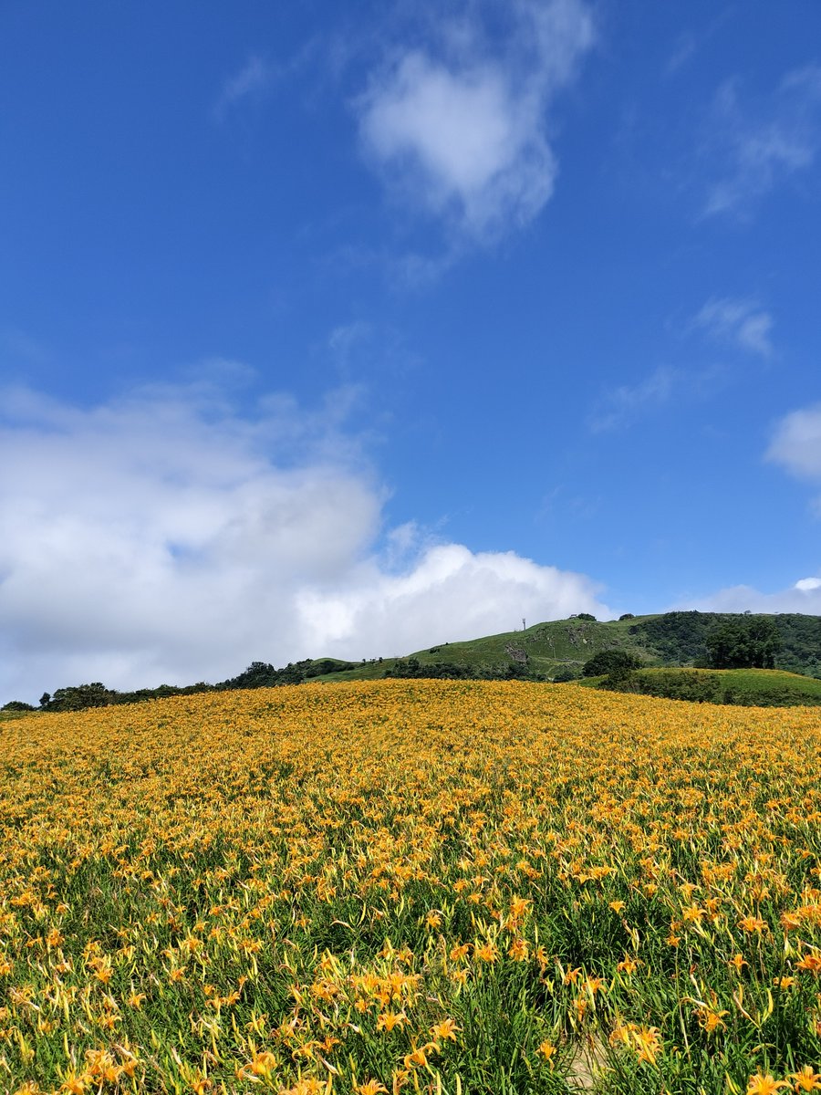negiroad's tweet photo. 六十石山は金針花の花期で息をのむ美しさ。
台湾映画「河豚」のラストシーンを観てから来たかった。 https://t.co/z6aB8lHsxg