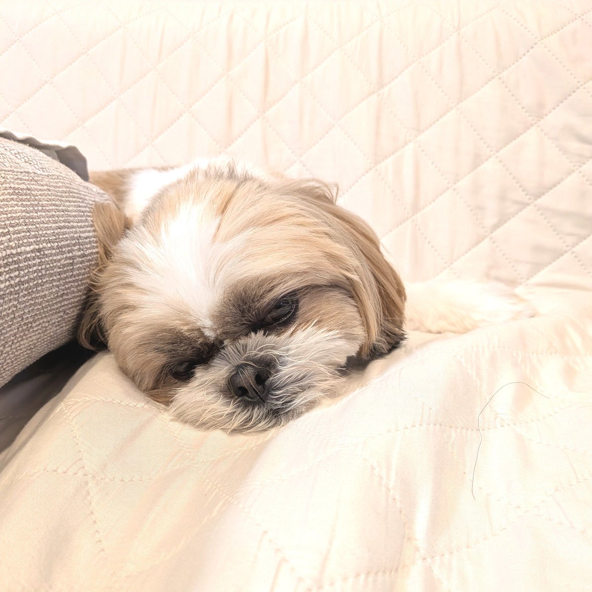 luck_the_dog's tweet photo. 物思いにふけるけれど

#loveyouanyway_
#それでも好き_
#shihtzu
#シーズー https://t.co/Uc5KJEBZ20