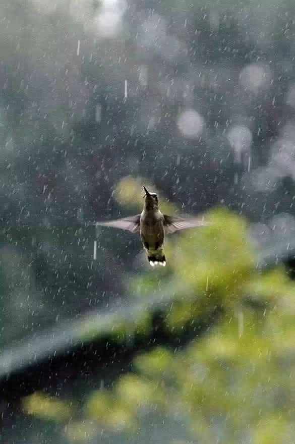 maribel2732's tweet photo. Conocerás a los mediocres por su empeño en impedir que vueles bajo la lluvia.. https://t.co/isn7Sg2ZOe