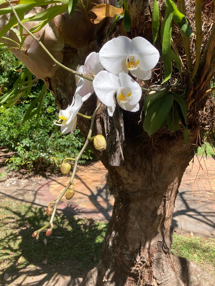 portdouglas's tweet photo. What a surprise. Hooked a dried-out gifted orchid loosely to a shady tree, once in a blue moon put a bit of banana skin to where it joined the tree, and 12 months later, here we are.
#greenfingers #PortDouglas https://t.co/dzaUQSDj8V
