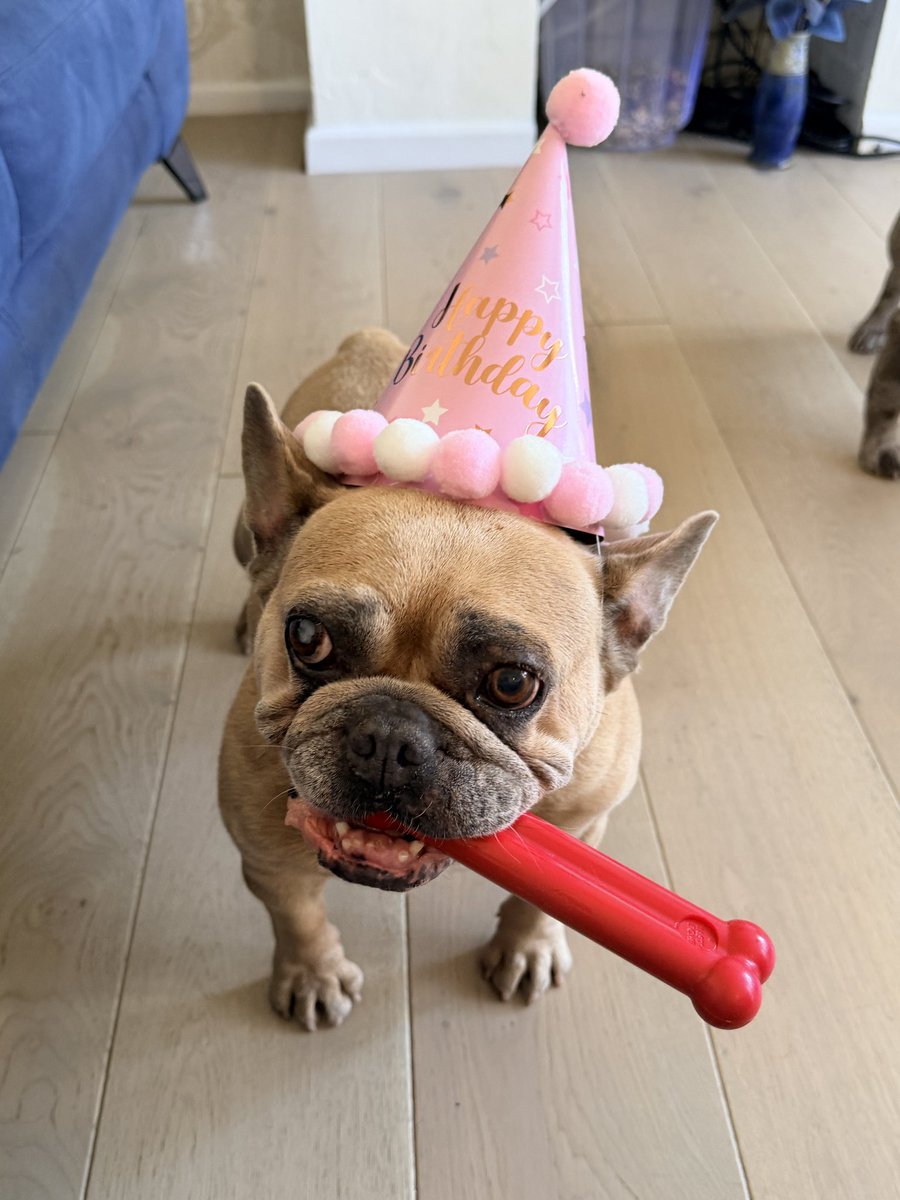 coco_th's tweet photo. Today I turn a big 8 years old … we did celebrate yesterday as my lady’s soooo busy today but I had a good day lots of treats and new toys 🧸 but we loved doing my photo shoot &amp; I loved wearing my special hat! 📸 💖🥳🎈🐾🫶🏻🥰 #birthdaygirl #cocoturns8 #happybirthday https://t.co/UcPi9hlLR7