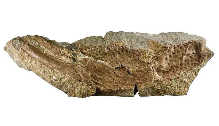CRCpaleos's tweet photo. FÓSILES
Pinza fósil de Paearcturus gigas (escorpión gigante del Devónico del Reino Unido) en el Natural History Museum de Londres, Reino Unido 
📷NHM, 2026
#Devonico https://t.co/eihDiALech