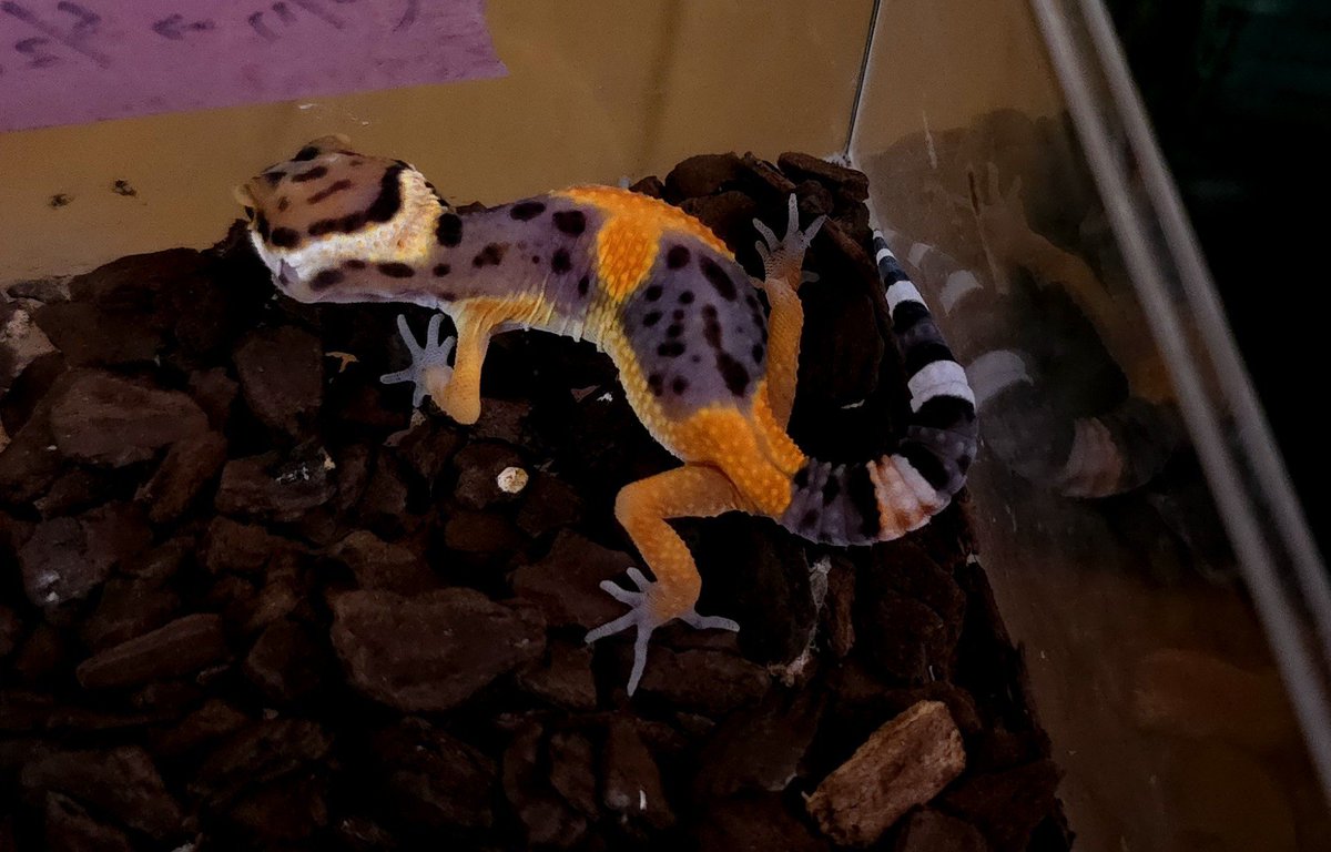 AMAYADORI_rep's tweet photo. 売れるな
#NEWReptilesDay https://t.co/N9JIw7iByc
