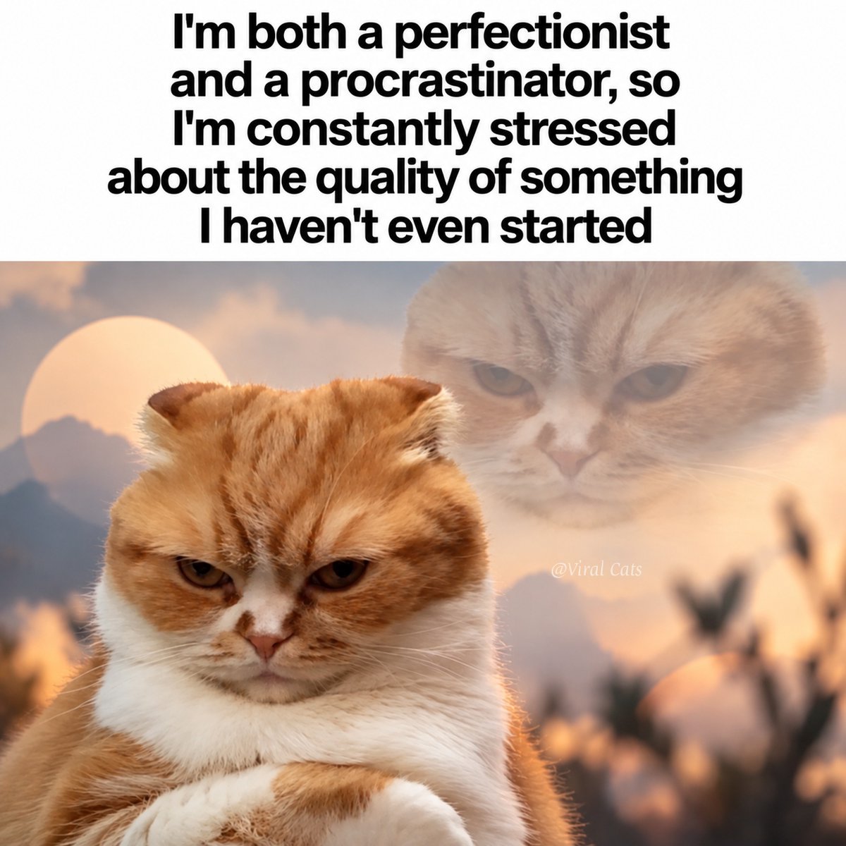 _ViralCats_'s tweet photo. The struggle 😅 https://t.co/bn7ITv7Aqh