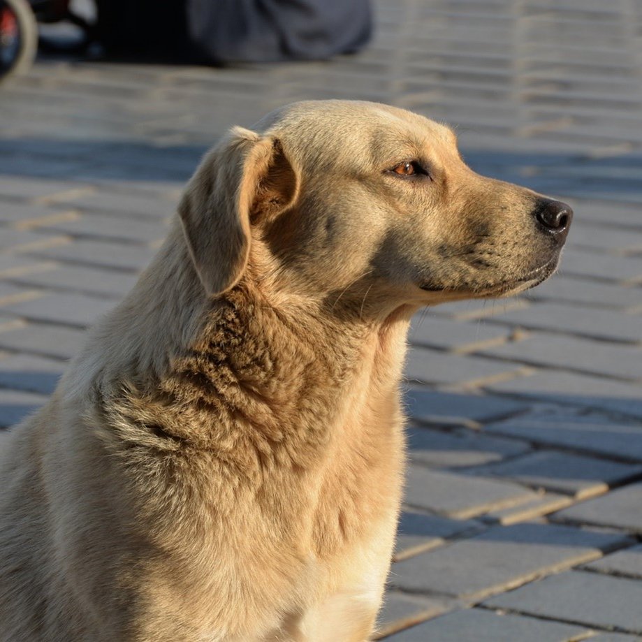 pusholder's tweet photo. İçişleri Bakanı Mustafa Çiftçi: "Sokak köpeklerinin %99,22'si toplandı." https://t.co/mTqjsLUI4V