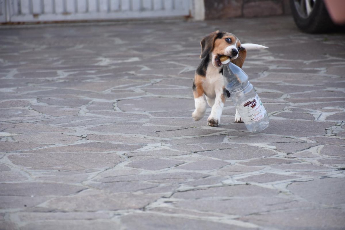 CandanceDufrane's tweet photo. PICCOLO BEAGLE, BIG PERSONALITY! Sweet eyes, irresistible ears, and endless curiosity. A puppy like this isn’t just admired… it’s loved at first sight! https://t.co/CJ7EQvMaeD