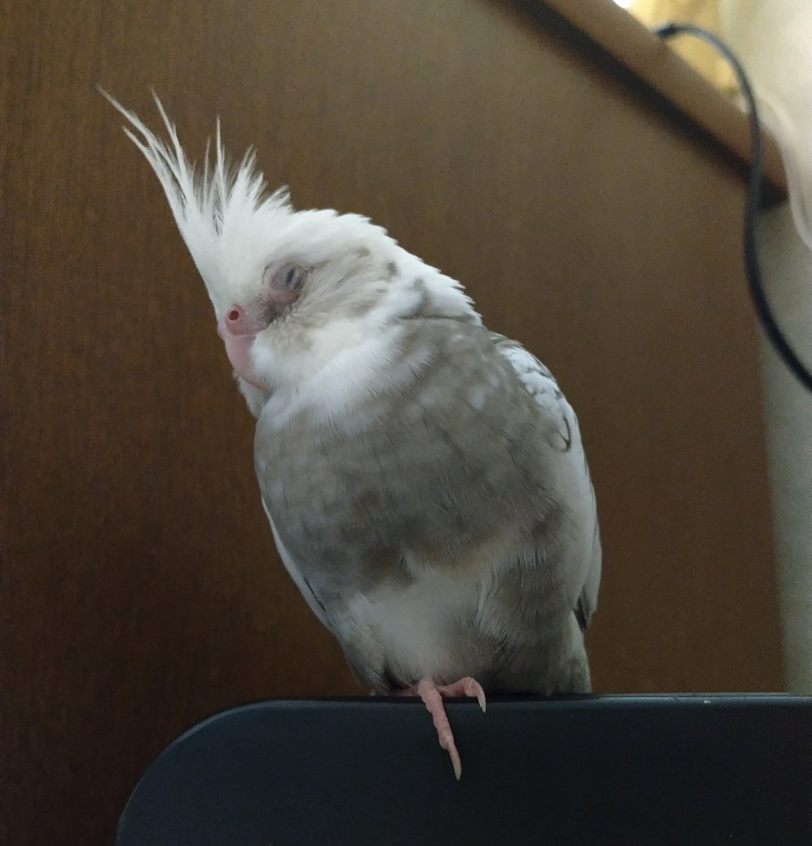 pihikokikiyu6's tweet photo. 迷子のインコを探しています
不注意で玄関から飛び出してしまいました
2026年9月18日14時頃
兵庫県神戸市須磨区北落合
オカメインコ（ホワイトフェイスパールパイド）

芸や言葉などは特に覚えていません
情報提供お願いします😢
#迷子 #迷子インコ #迷子鳥 #オカメインコ https://t.co/S8fAOB7C9d