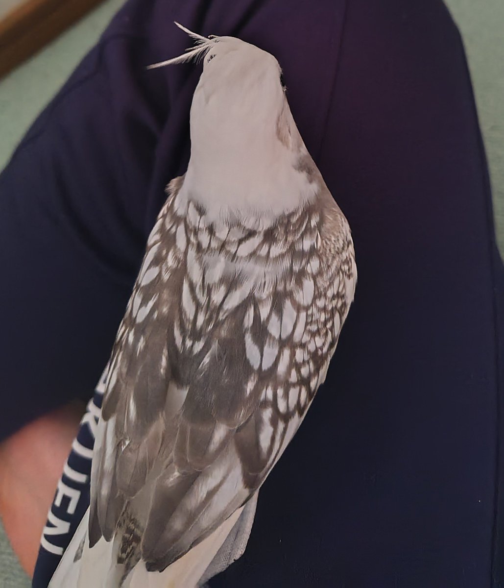 pihikokikiyu6's tweet photo. 迷子のインコを探しています
不注意で玄関から飛び出してしまいました
2026年9月18日14時頃
兵庫県神戸市須磨区北落合
オカメインコ（ホワイトフェイスパールパイド）

芸や言葉などは特に覚えていません
情報提供お願いします😢
#迷子 #迷子インコ #迷子鳥 #オカメインコ https://t.co/S8fAOB7C9d