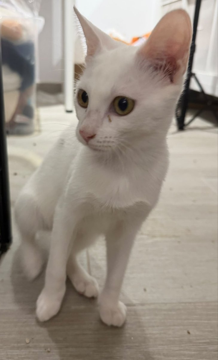 Solopar53137293's tweet photo. Ningú ha preguntat per ella, amb lo bonica i dolça que és 💞 Twiter fes la teva màgia ✨☘️ #XarxaCatalunyaAdopcions #XarxaBarcelonaAdopcions☎️ 614 076 600 Nina és un amor. 5 mesos, doble negativa. És un amor només vol que l'acaronis💞 https://t.co/jIuwMAgWht