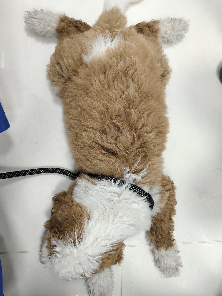 corab102147's tweet photo. My fluffy pup Max hit his 6-month milestone today! His tiny puppy paws are already growing big, and he’s learned 3 new tricks this week—so much joy watching him grow ， https://t.co/u5TYRv8p7H