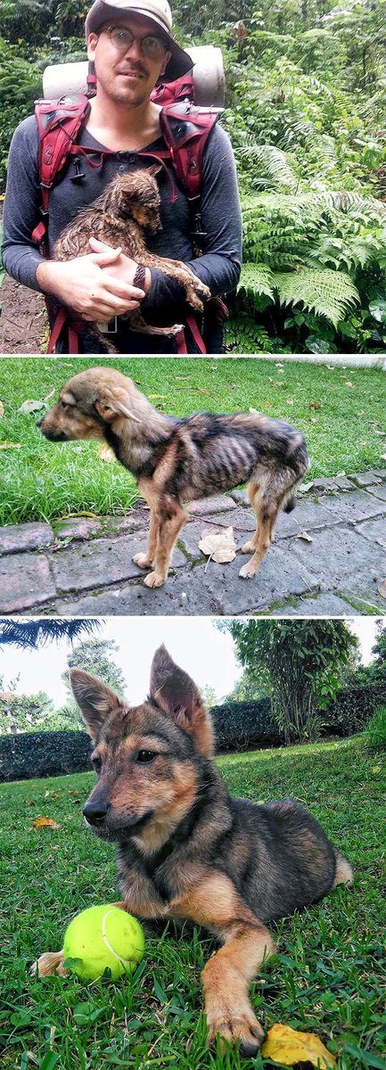 velvx899747's tweet photo. My rescue pup grew from a tiny bundle of fur to my loyal hiking buddy in just 6 months—every milestone makes my heart full! https://t.co/eb5Yw3ZzPd