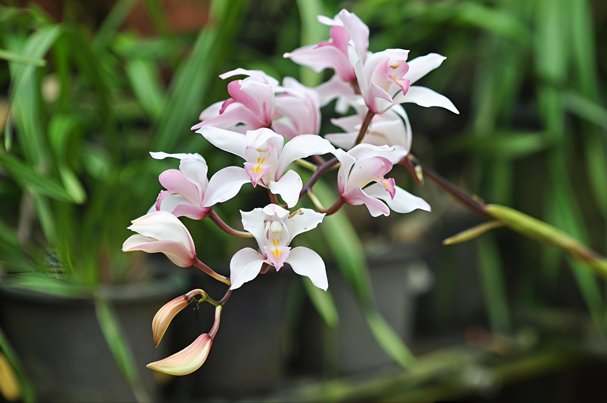 Botanic1234's tweet photo. 🌺 #เอื้องสำเภางาม

วงศ์ ORCHIDACEAE

💗 สีของดอกมีความหลากหลาย ตั้งแต่สีขาว ชมพูไปจนถึงแดงอมชมพู แต้มด้วยจุดหรือแถบสีเข้ม ส่วนกลีบปากมีลวดลายโดดเด่น 
🌿 พบตามลานหินทราย พื้นที่เปิดโล่ง
ในป่าละเมาะเขาและป่าสนเขา บริเวณภูเขาสูง ชมได้ที่

#สวนพฤกษศาสตร์บ้านร่มเกล้า https://t.co/t3x3eot4Zm
