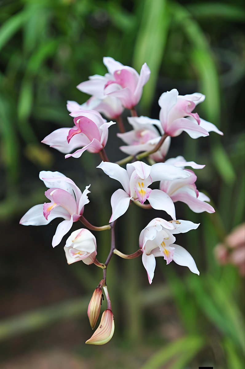 Botanic1234's tweet photo. 🌺 #เอื้องสำเภางาม

วงศ์ ORCHIDACEAE

💗 สีของดอกมีความหลากหลาย ตั้งแต่สีขาว ชมพูไปจนถึงแดงอมชมพู แต้มด้วยจุดหรือแถบสีเข้ม ส่วนกลีบปากมีลวดลายโดดเด่น 
🌿 พบตามลานหินทราย พื้นที่เปิดโล่ง
ในป่าละเมาะเขาและป่าสนเขา บริเวณภูเขาสูง ชมได้ที่

#สวนพฤกษศาสตร์บ้านร่มเกล้า https://t.co/t3x3eot4Zm