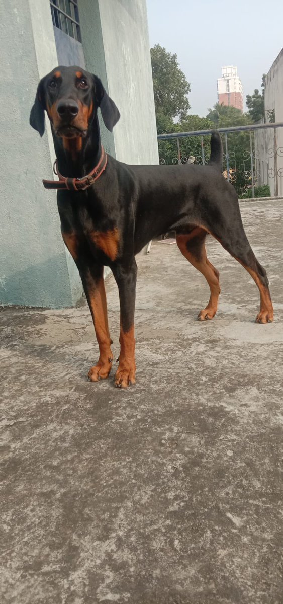 Edwardschoice_'s tweet photo. Doberman for Adoption #Chennai 
Looking for responsible forever home for this Doberman. Free adoption for a genuine adopter who can provide proper food, medical attention&amp; a safe home. 
Call 📞 +919841412777  Please repost! 🐕 #dogadoption #dog https://t.co/VhmOaS5o3z