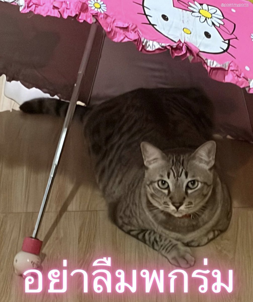 FlyinhUz's tweet photo. ด้วยความหวังดีจากน้องซุ่มซ่าม https://t.co/nYFbrXE4tN
