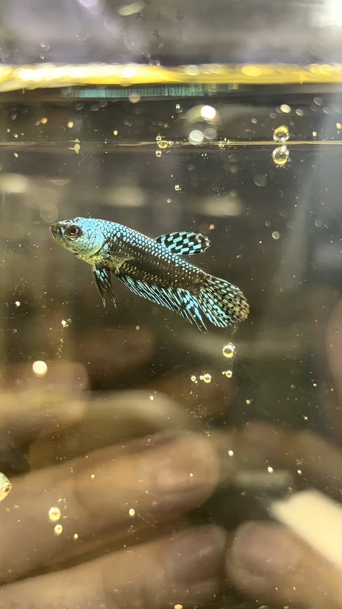 ZARIGANI_18's tweet photo. 9/20 アクアリウムバス

明後日です！
自家繁殖のショーベタ(プラガット、ハーフムーン)も追加でもっていきます！ https://t.co/sDjBxdq9YH