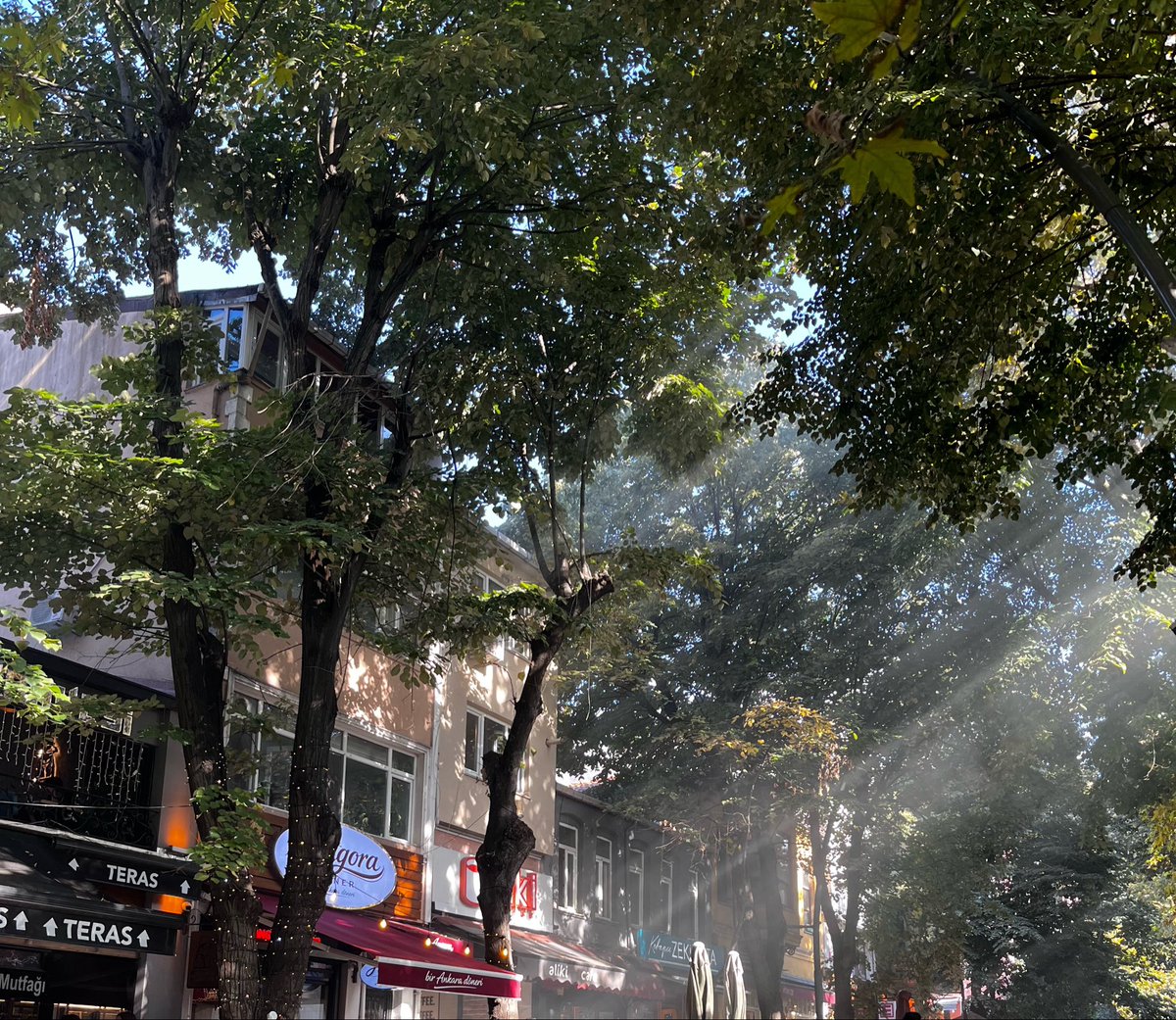 meellld's tweet photo. yeşilliğin arasından sızan güneş’e; https://t.co/M8JrSKWFiR