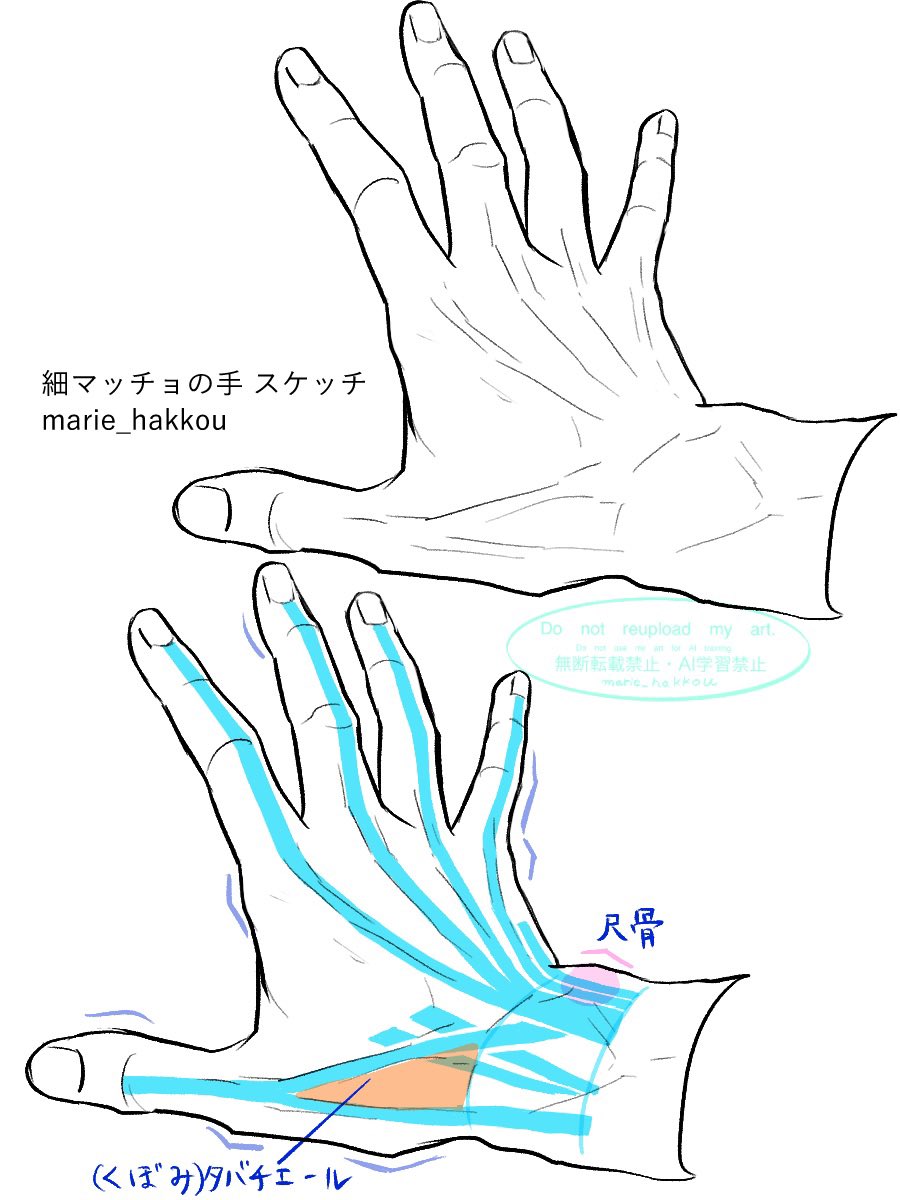 marie_hakkou's tweet photo. 細マッチョの手の腱など
勉強まとめです https://t.co/YTsWFJhsDi