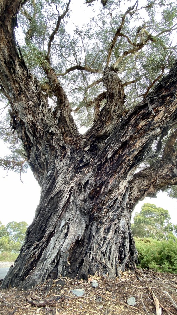 mitzyelliott's tweet photo. #dailytree https://t.co/JcqIPzD6N2