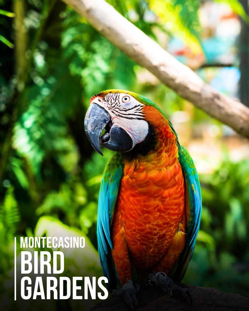 tsogosun's tweet photo. 🦜 𝗦𝗰𝗵𝗼𝗼𝗹 𝗵𝗼𝗹𝗶𝗱𝗮𝘆𝘀 𝗮𝗿𝗲 𝗺𝗮𝗱𝗲 𝗳𝗼𝗿 𝗳𝗮𝗺𝗶𝗹𝘆 𝗱𝗮𝘆𝘀 𝗼𝘂𝘁! 🌿

Spend time among some of nature’s most colourful creatures at 𝗠𝗼𝗻𝘁𝗲𝗰𝗮𝘀𝗶𝗻𝗼 𝗕𝗶𝗿𝗱 𝗚𝗮𝗿𝗱𝗲𝗻𝘀. Get up close to fascinating birds, enjoy the beautiful surroundings, and create a memorable day out with the family. 🐦✨

Visit Bird Gardens!👉 https://t.co/JgnYR6kBWr

#TsogoSun #BirdGardens #Montecasino #SchoolHolidays #FamilyActivities