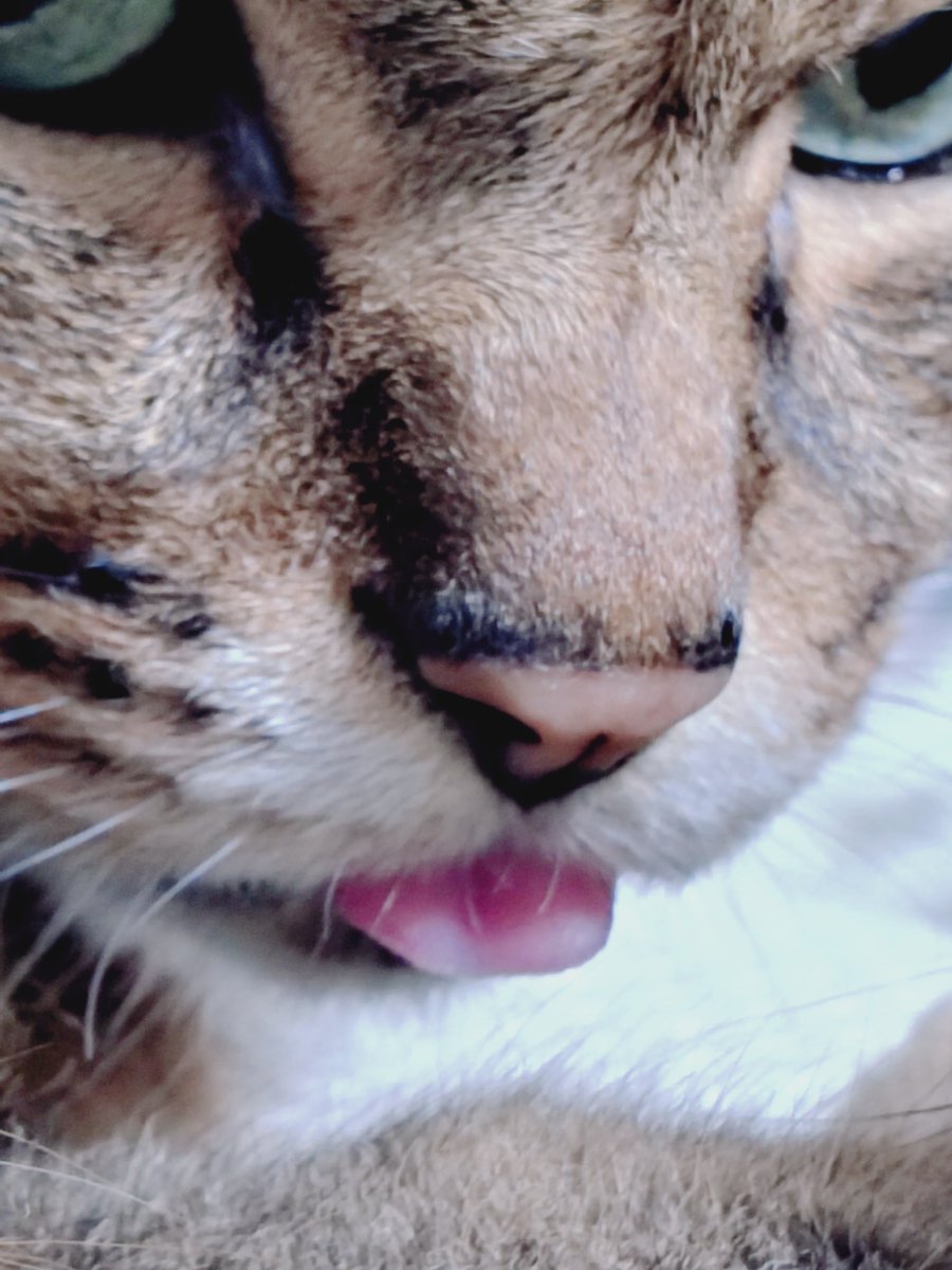 askafto_cat's tweet photo. ドアップで見てほしい
#猫のいる暮らし https://t.co/lb9WLnrbLd
