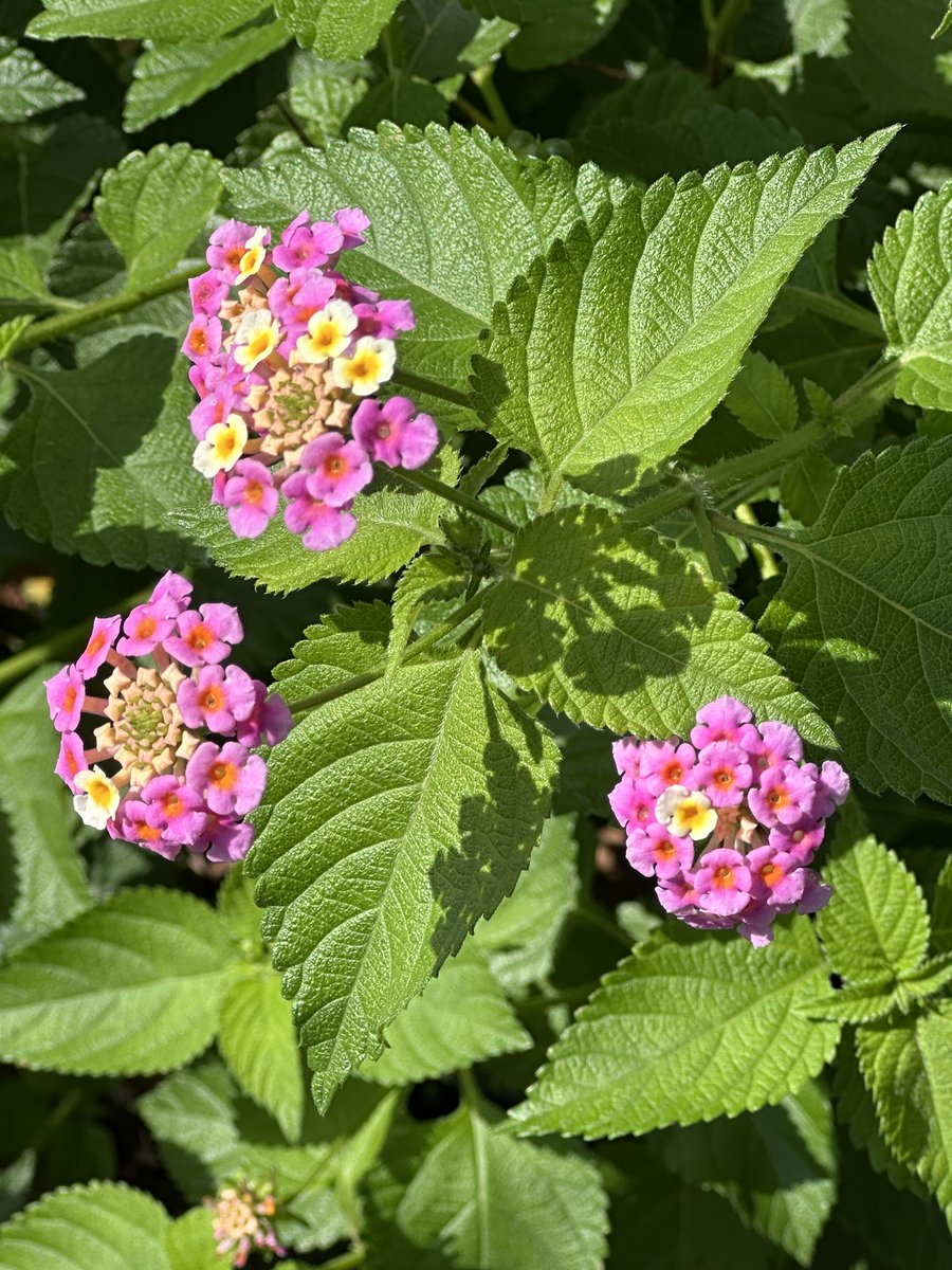 gyouda_p's tweet photo. 小さなお花がまとまって咲く姿がとてもかわいいランタナ。  
ランタナの和名は「七変化」。
花の色が徐々に変化することから名付けられました。
ブドウみたいな実もついていました。
＃千葉県立　＃行田公園　＃船橋市 https://t.co/TGTe8CR3qB