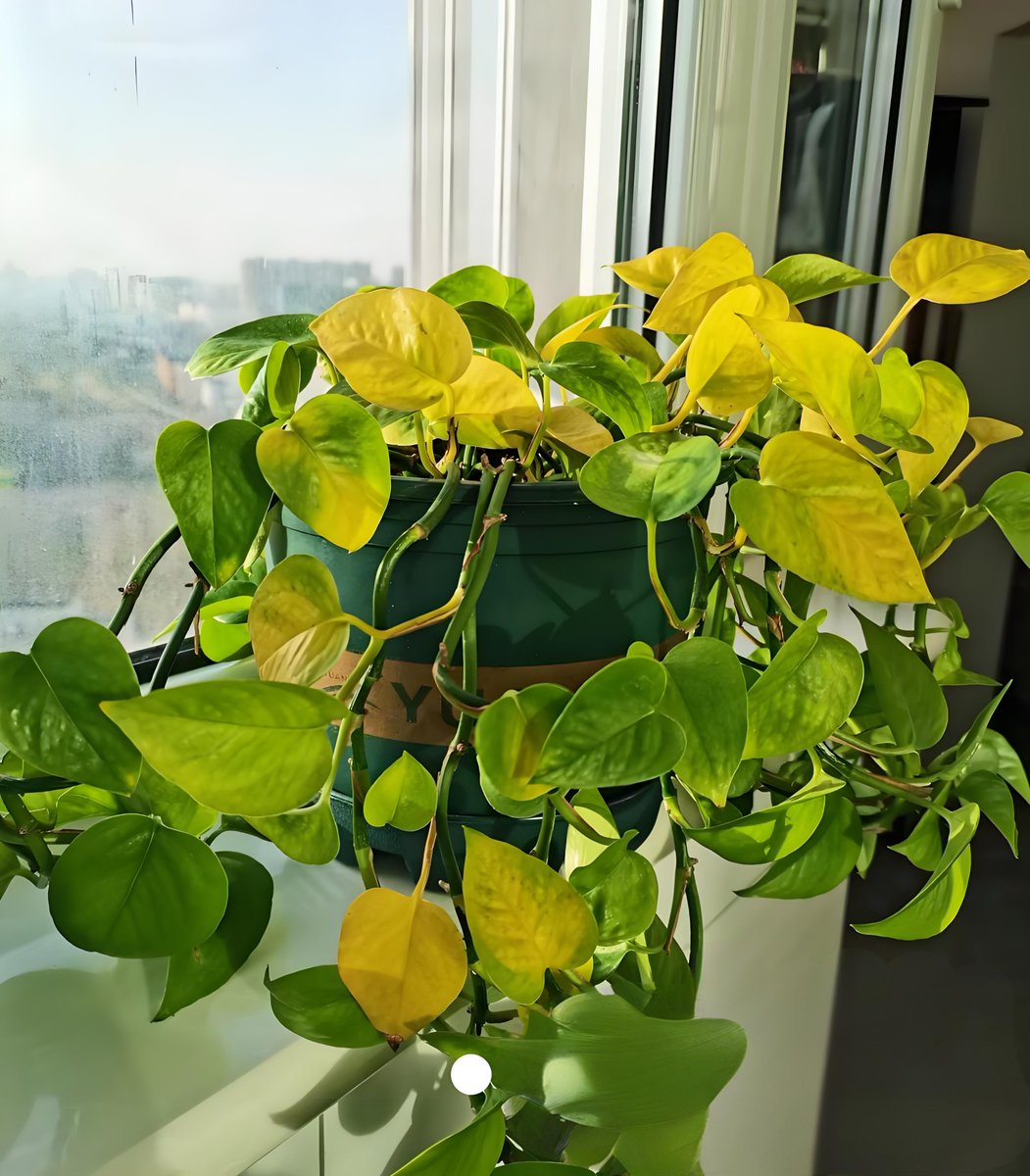 chern926970's tweet photo. Just noticed your pothos has yellow leaves No panic! Trim the yellow parts, adjust watering (wait until top 2 inches of soil dry out), and keep it in bright indirect light—it’ll bounce back in no time! ， https://t.co/WER1ZvSa0c