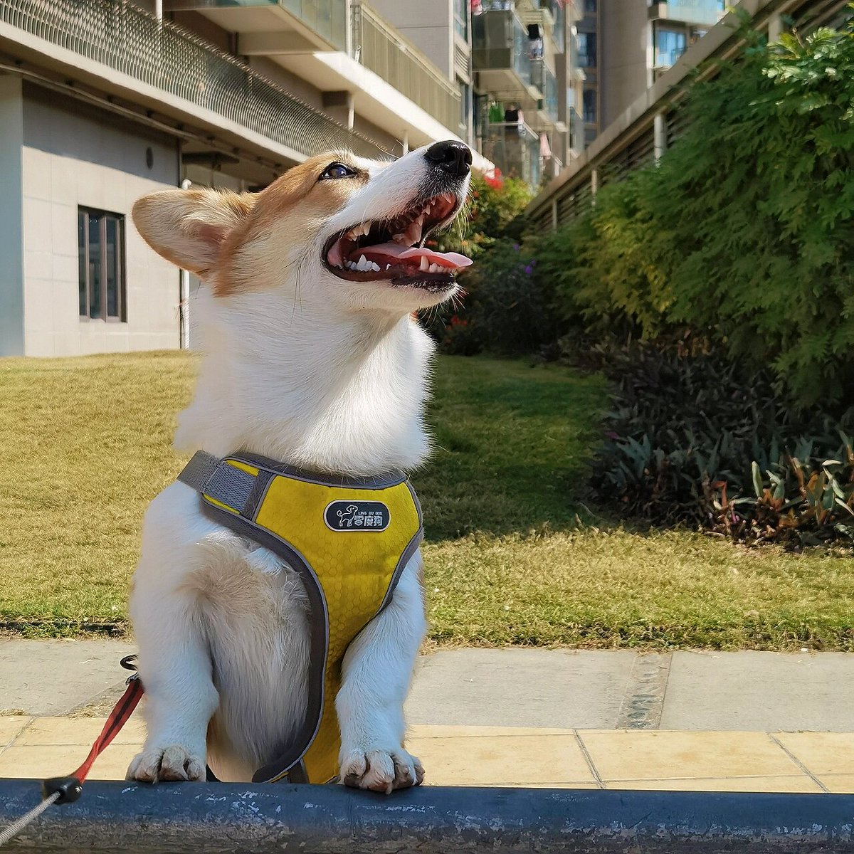 everq656332's tweet photo. My little pup turned 6 months old today—from a wobbly furball to a confident little explorer who’s already mastered 3 tricks! Love every tiny growth step. https://t.co/Apf9qDHqS2