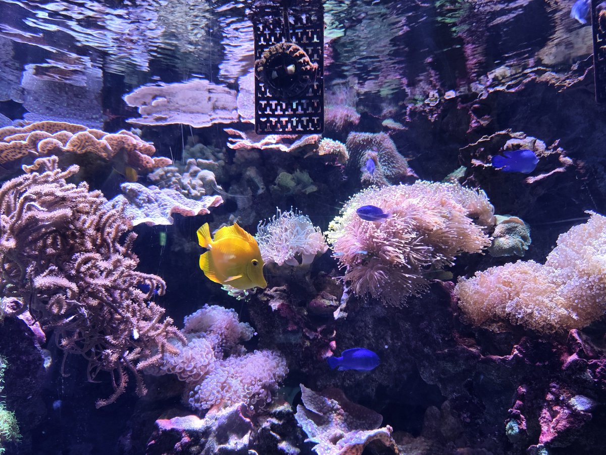 seika75's tweet photo. やっぱりいる魚が違う！色鮮やか🐠 https://t.co/qHoj2oFNf4