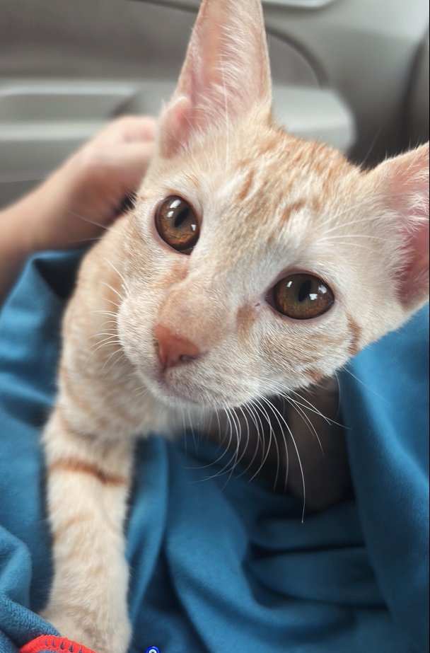 Soha0070's tweet photo. Just a little face, but somehow holding my whole heart ❤️🐾 https://t.co/WIjWLQ60EV
