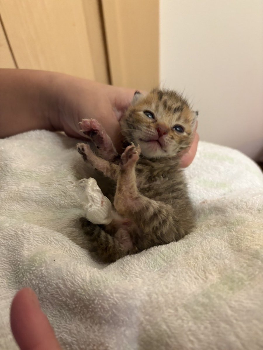 oneheartoosaka's tweet photo. あんまんちゃん

うんちがでず、おしっこもなかなかでにくく😭毎日病院通って今日‼️

うんちがでたーー
病院の先生ありがとうございます😭
支援者さまありがとうございます😭

そして生きようと1番頑張ってるあんまんちゃんありがとう😭😭😭

まだまだ油断はできないけど
頑張ります https://t.co/CBSzWsoe2C