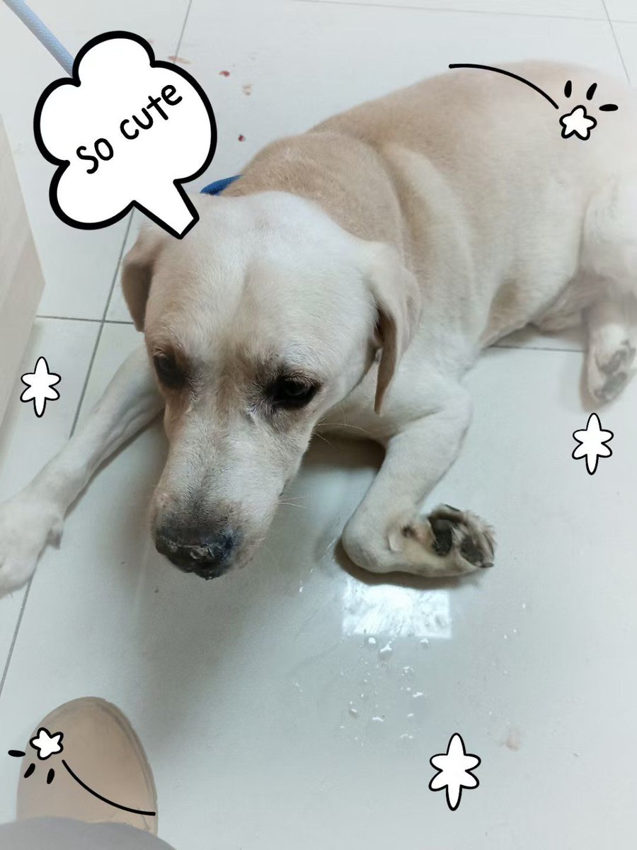 didiv190715's tweet photo. Watch our little pup grow from a fuzzy bundle to a cheeky ball of energy in 6 months—best journey ever! https://t.co/QJ2T0swuKR