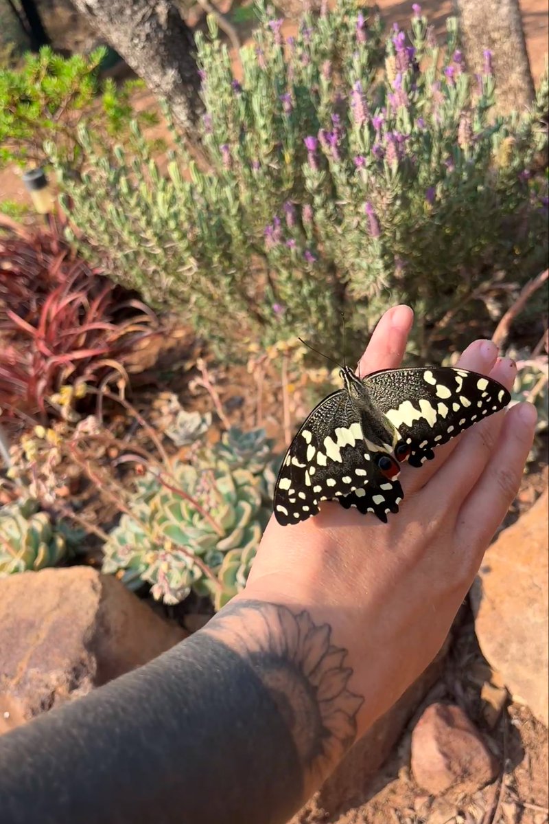 SteamWithin's tweet photo. Butterfly season ♡ https://t.co/dYgwTOips9