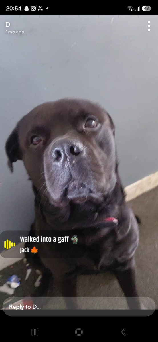 millypod1's tweet photo. 🆘17 SEPT 2026 #Lost Harris/Haribo #ScanMe
Rottweiler x Staffy Male 4 Years old. LEAD ATTACHED.
Glasgow Central Station #G1
#Glasgow #Scotland
https://t.co/09v8jV6WhS https://t.co/WNG4j1mvCW