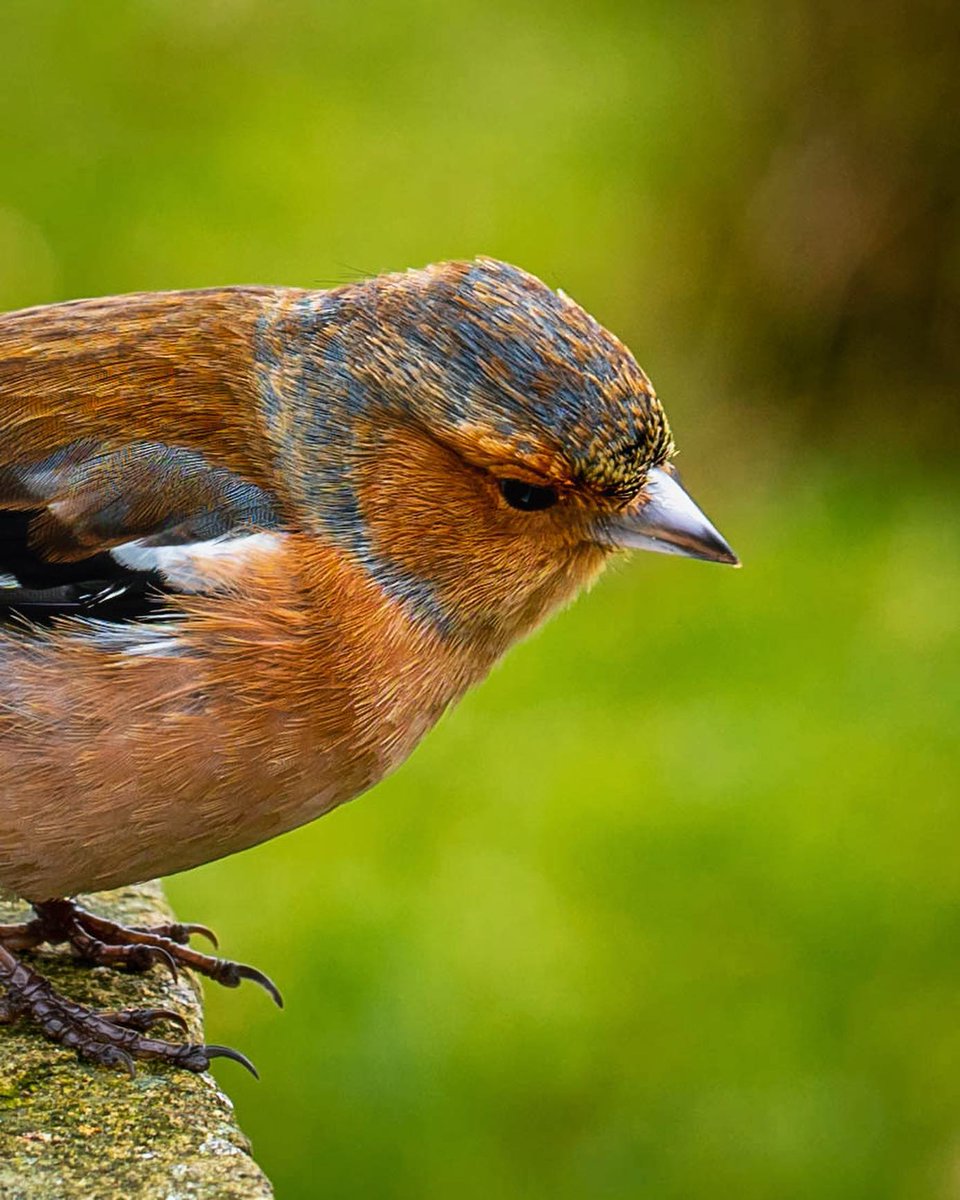 AsleySault's tweet photo. Beautiful finch https://t.co/13jUNoXFym