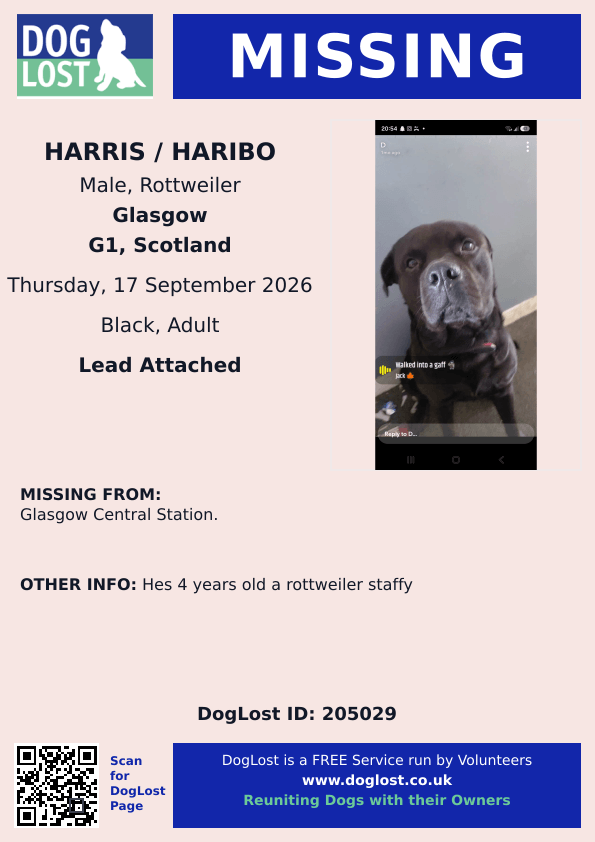 millypod1's tweet photo. 🆘17 SEPT 2026 #Lost Harris/Haribo #ScanMe
Rottweiler x Staffy Male 4 Years old. LEAD ATTACHED.
Glasgow Central Station #G1
#Glasgow #Scotland
https://t.co/09v8jV6WhS https://t.co/WNG4j1mvCW